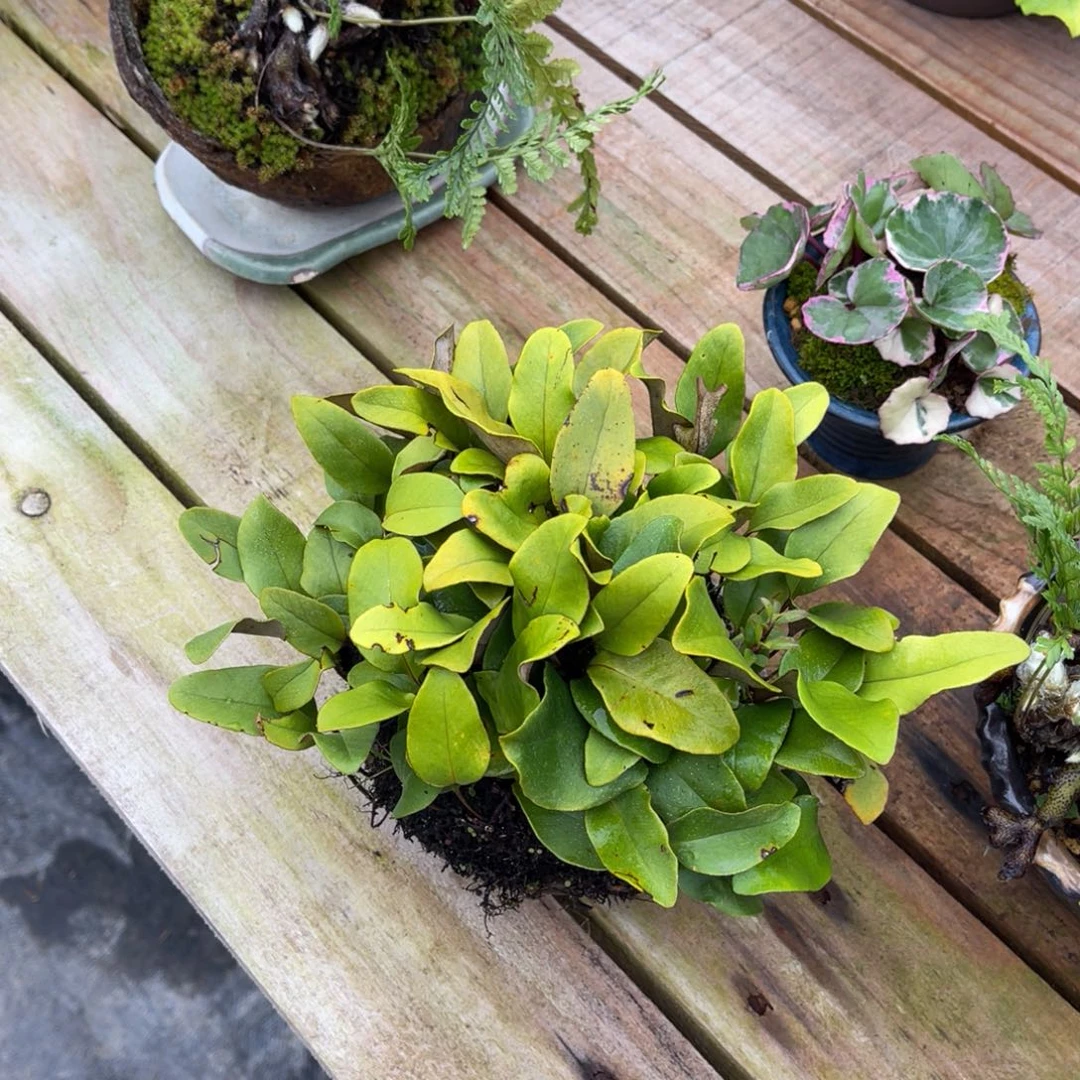 痒***痒完全开放盆栽盆栽花卉