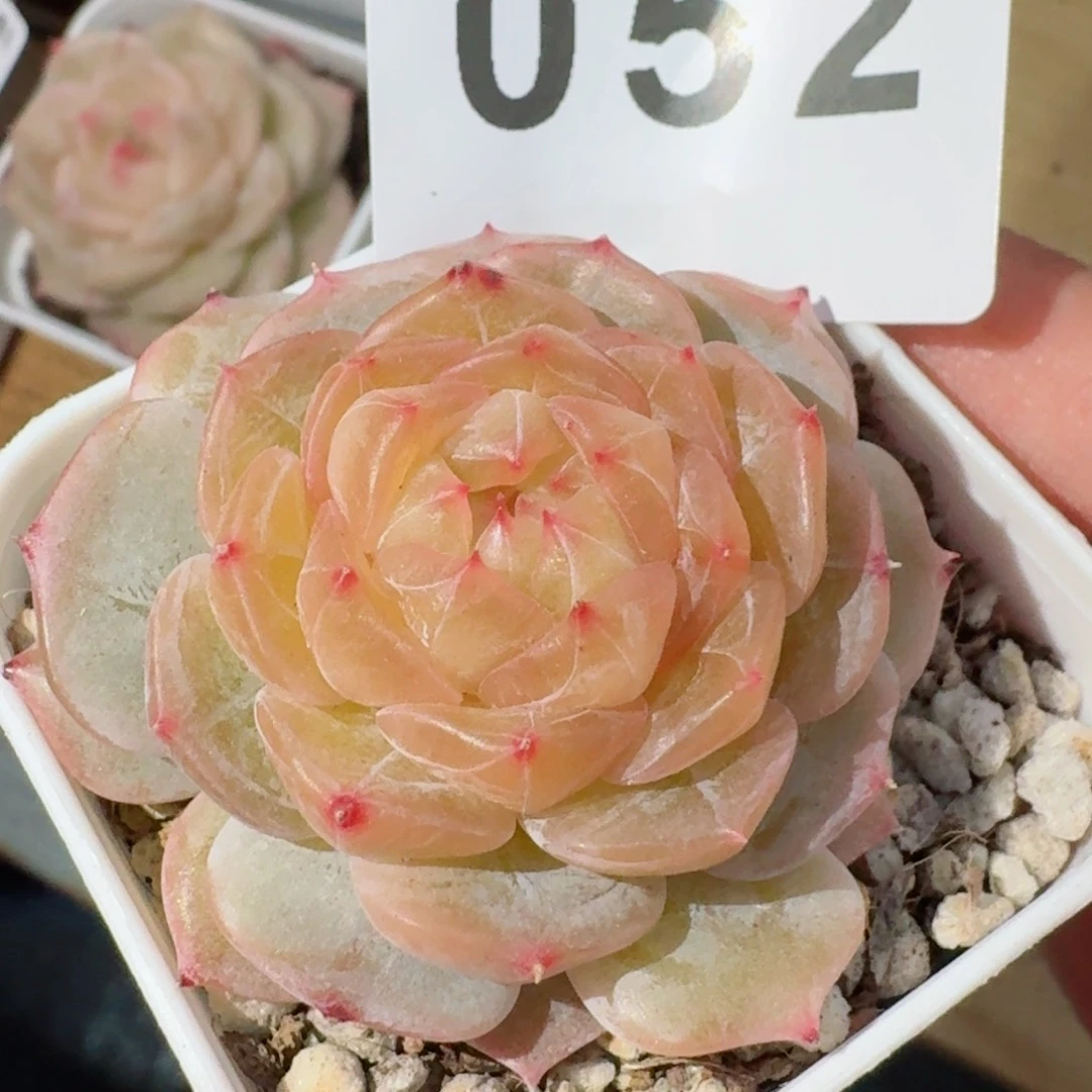 金盏         精品多肉