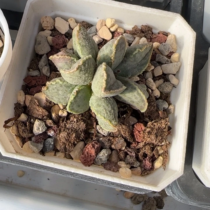 J****鲍鱼水泡多肉植物水泡