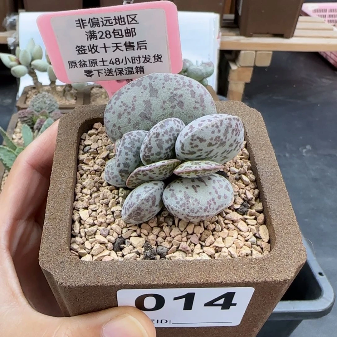 014巨型花旦多肉