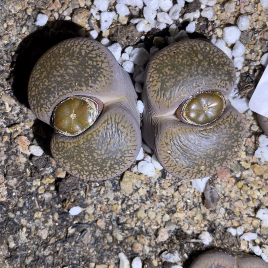 非偏远满20包邮350