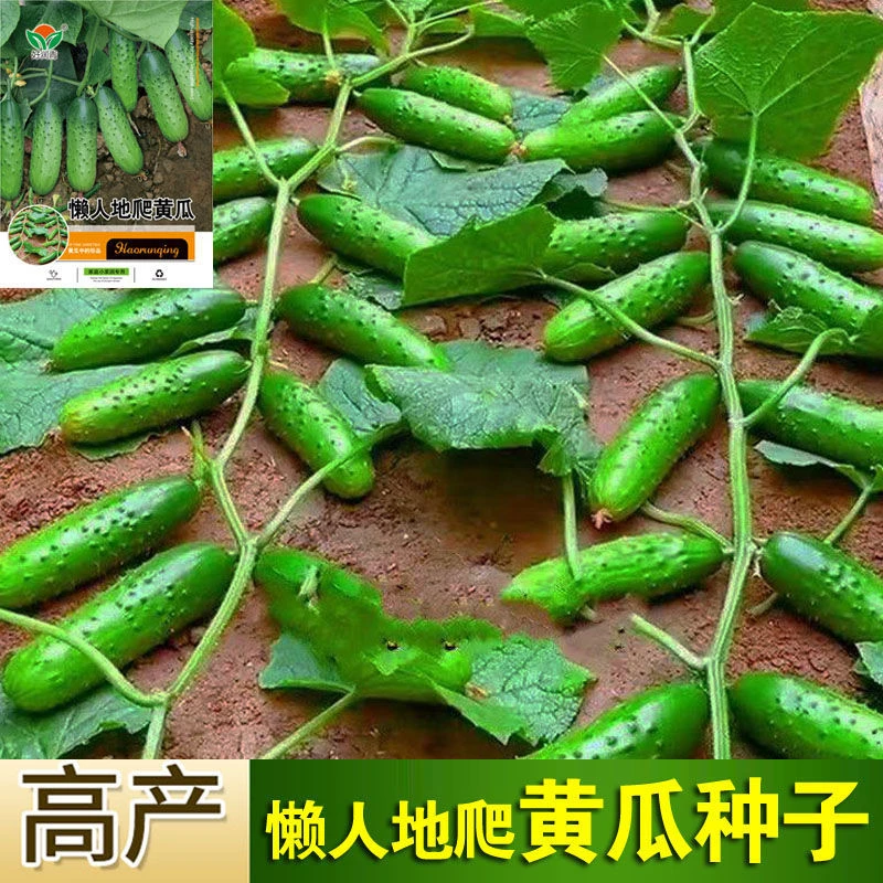懒人地爬黄瓜种子甜脆小水果黄瓜种籽春秋不搭架小院蔬菜种子批发