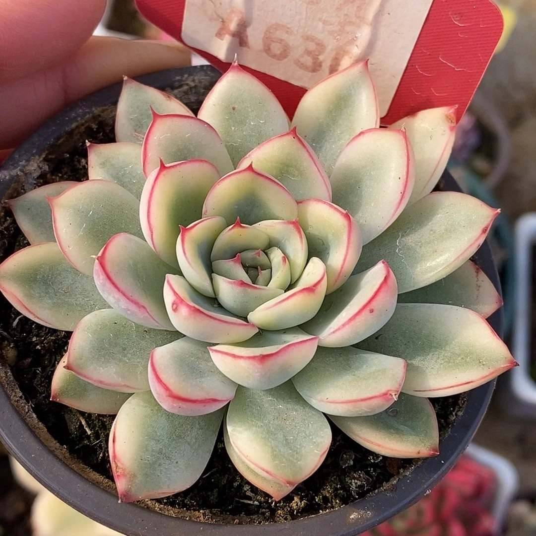 630荷花哈哈哈哈哈哈