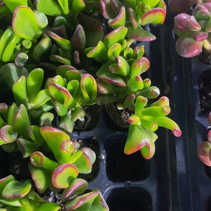 小西财树1元带土发