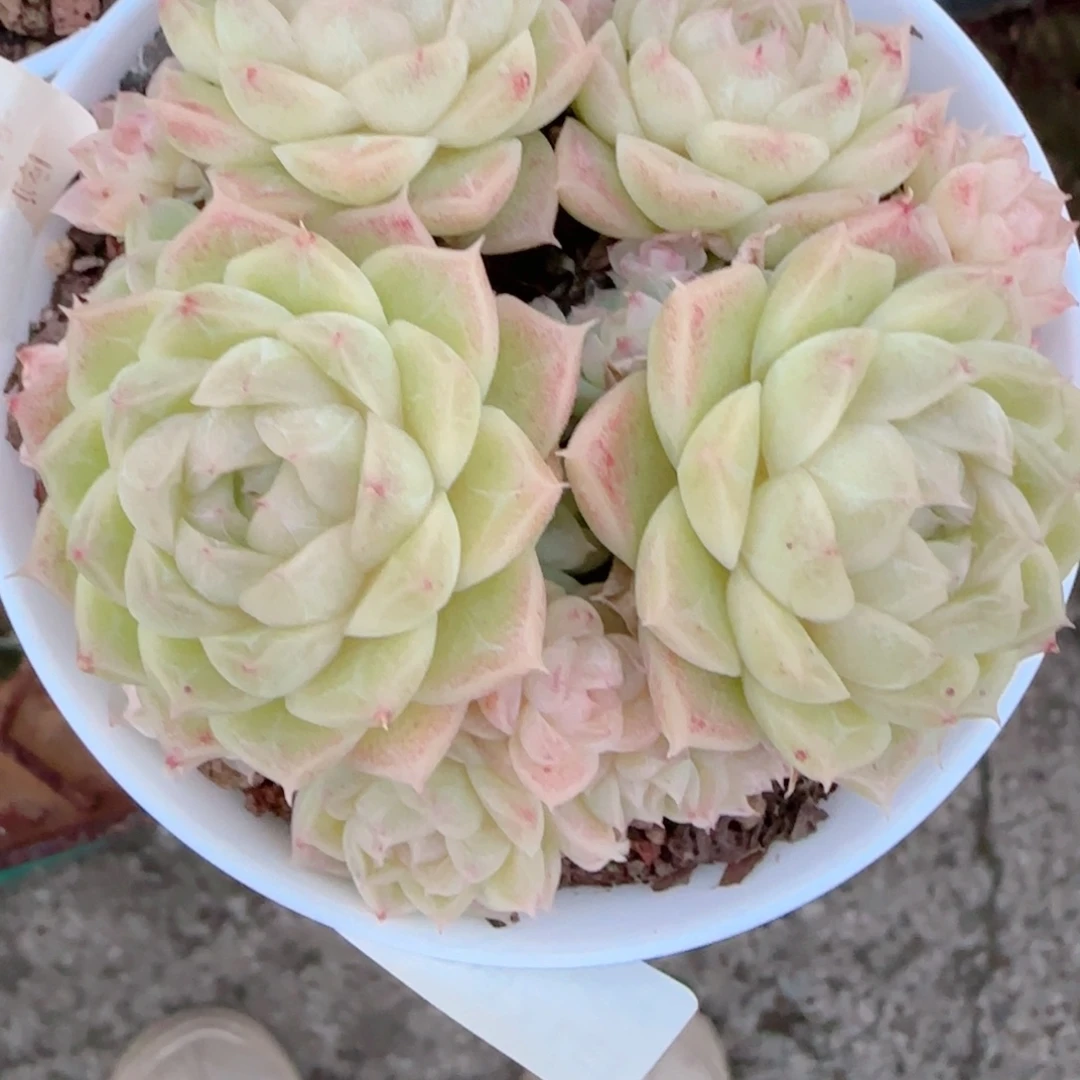 何***包花语多肉1221-367散