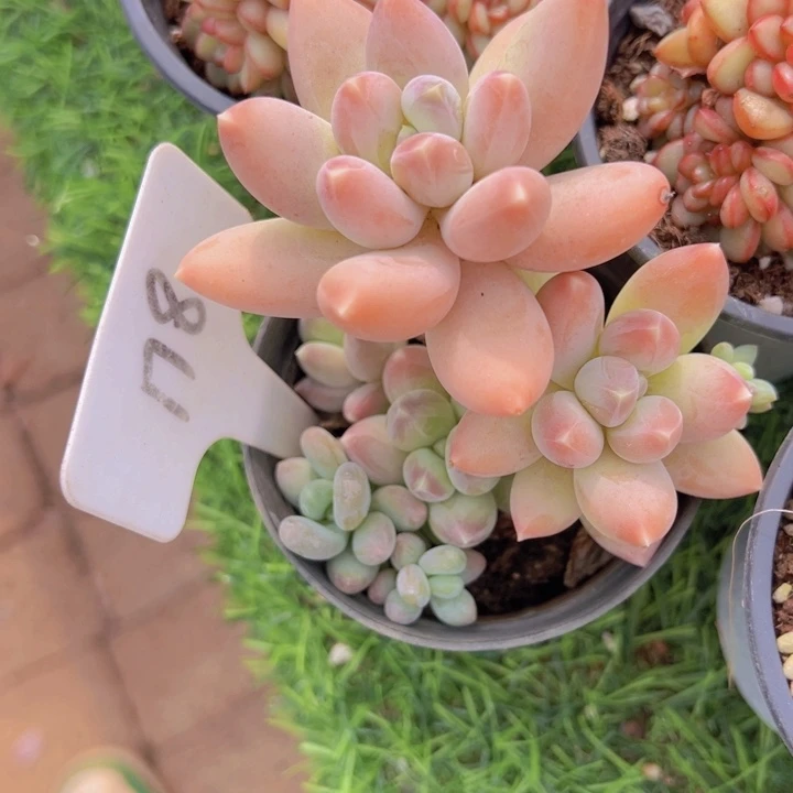 健健康康平平安安