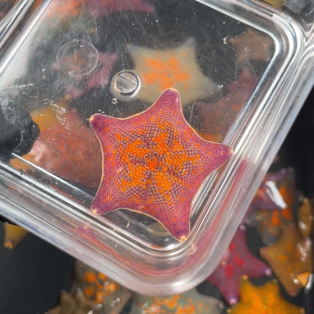 海水不分公母283