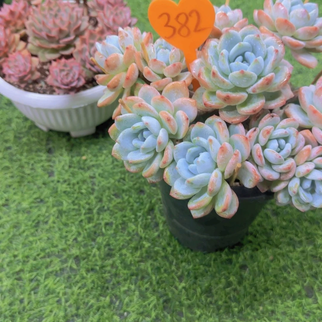 星***悦382多肉植物一物一拍