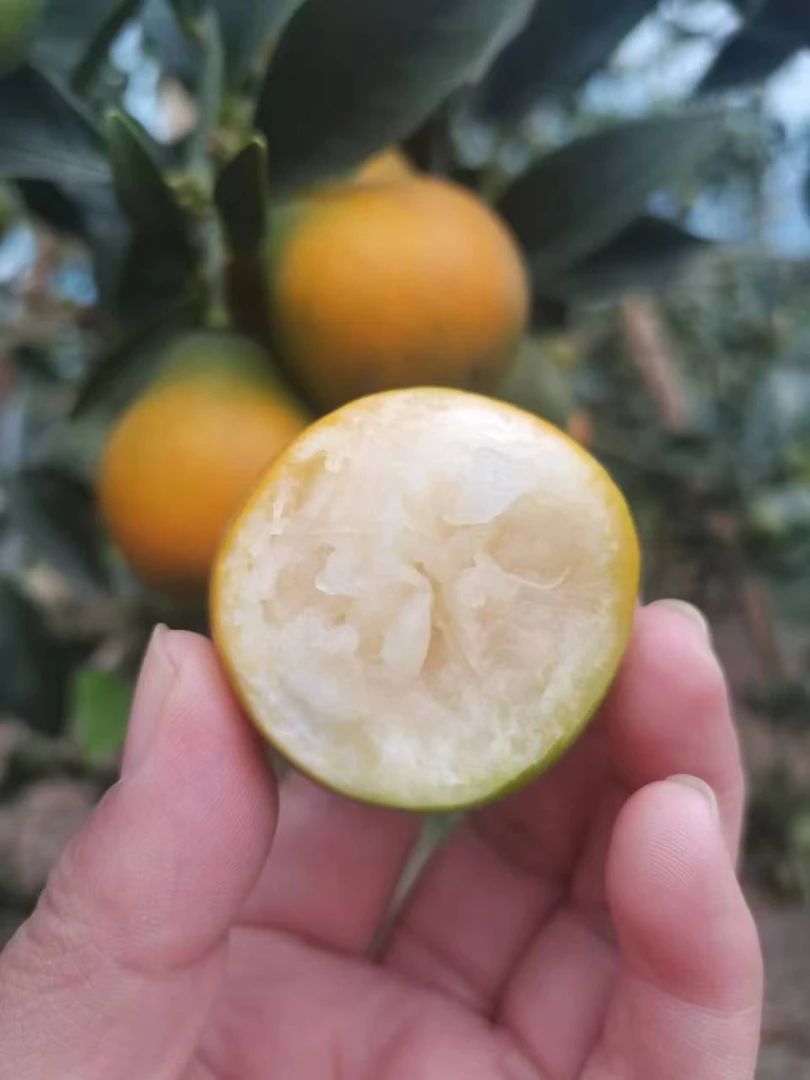 融安脆蜜金柑500g金桔广西壮族自治区