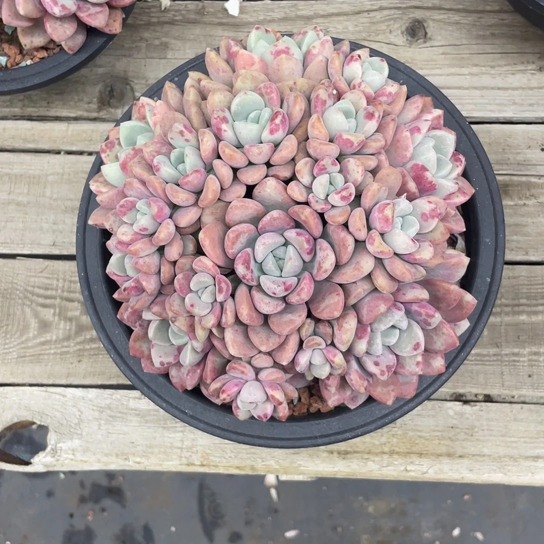 花斑鹿群生，冠幅约16.5