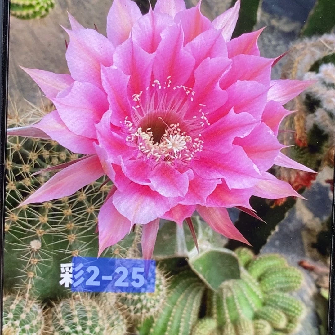 彩 2-25侧芽歪6公分左右