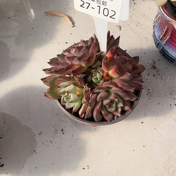 陌***开多肉植物组合27-102