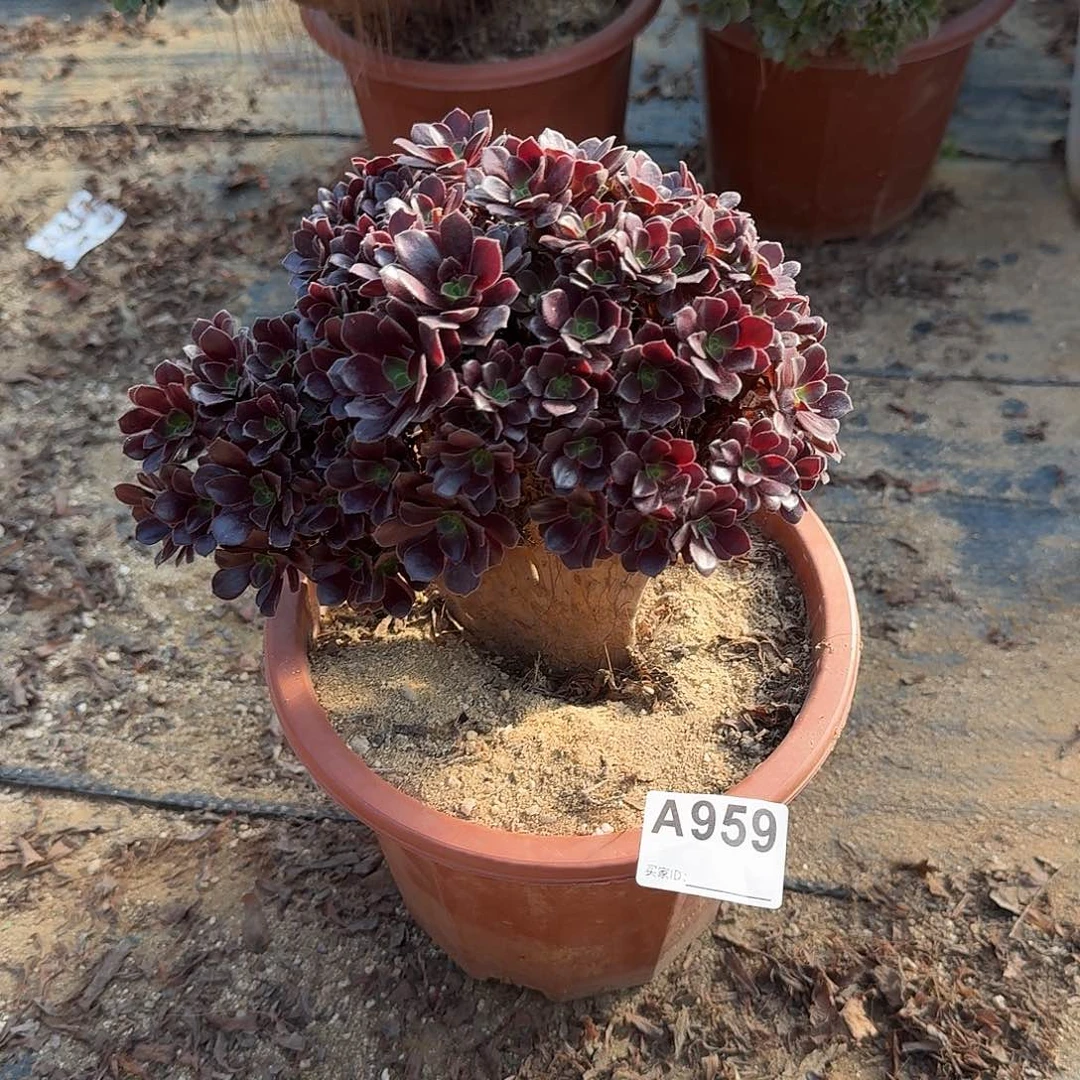 959欧紫朵朵一颗满28包邮