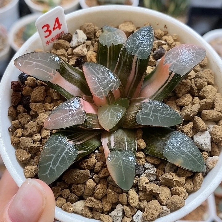 34网纹克锦一物一拍
