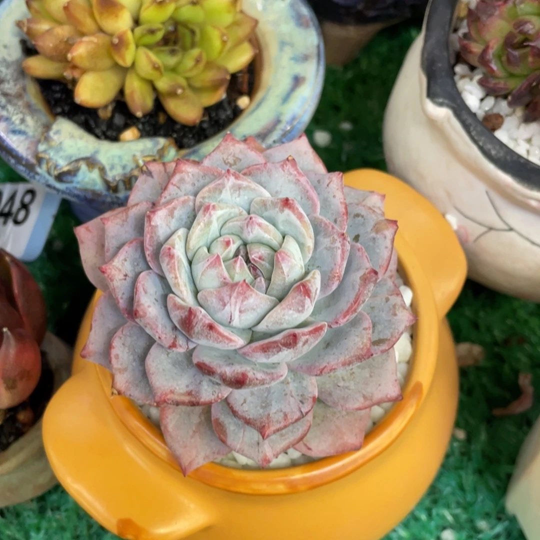 粉蓝鸟多肉植物盆栽