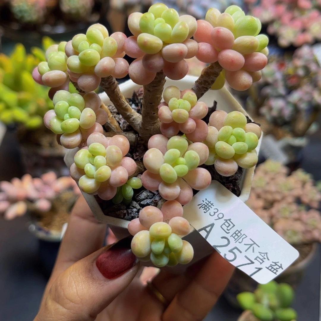 花朵鱼子酱2571:9cm