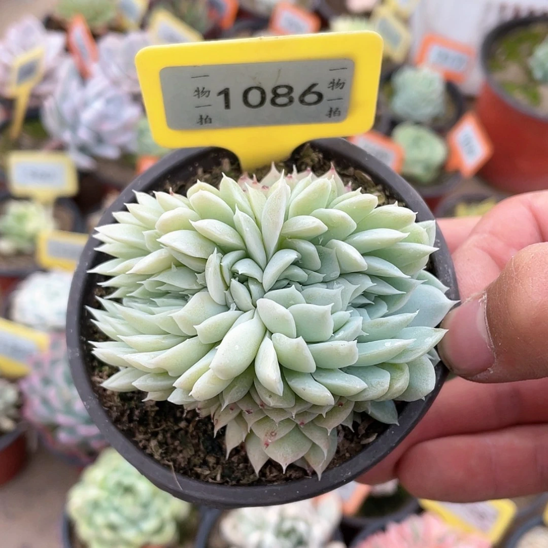 【闪购商品】1086号