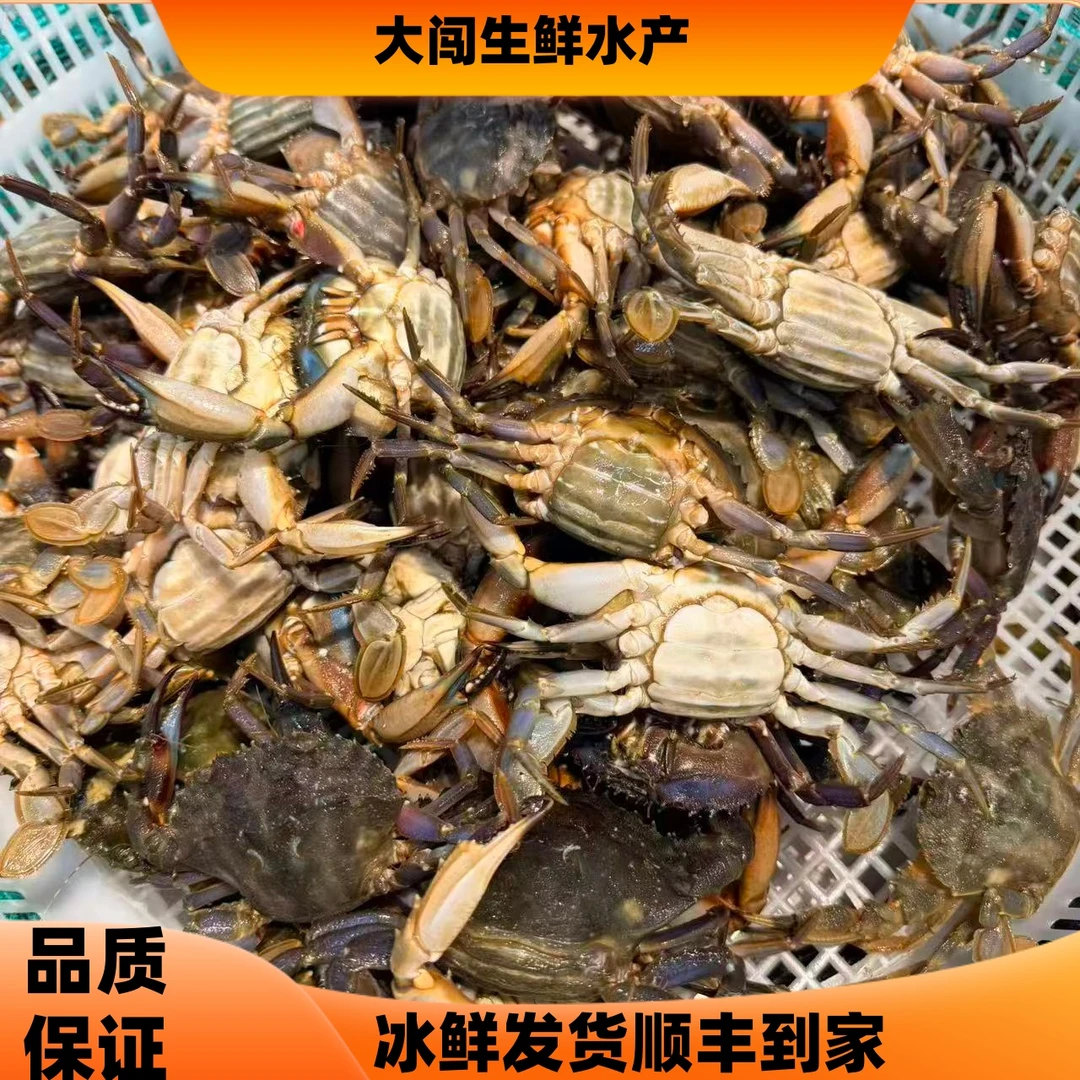 渤海本海小船货花盖蟹可生腌可清蒸螃蟹【保鲜不保活】