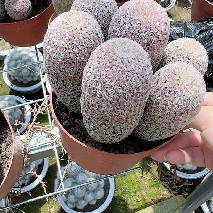 幸***多哈哈哈哈哈哈哈哈哈哈