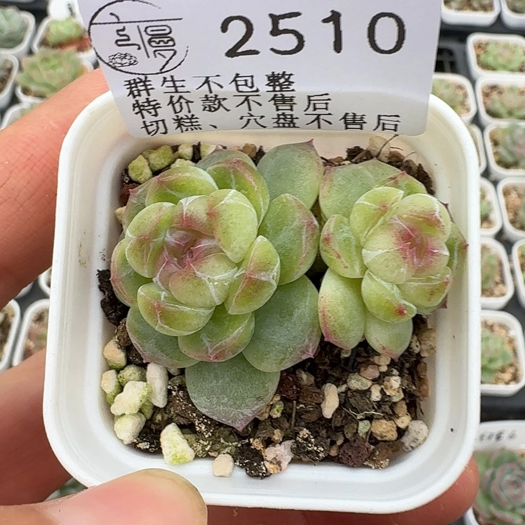 如图2510编号HB01一颗