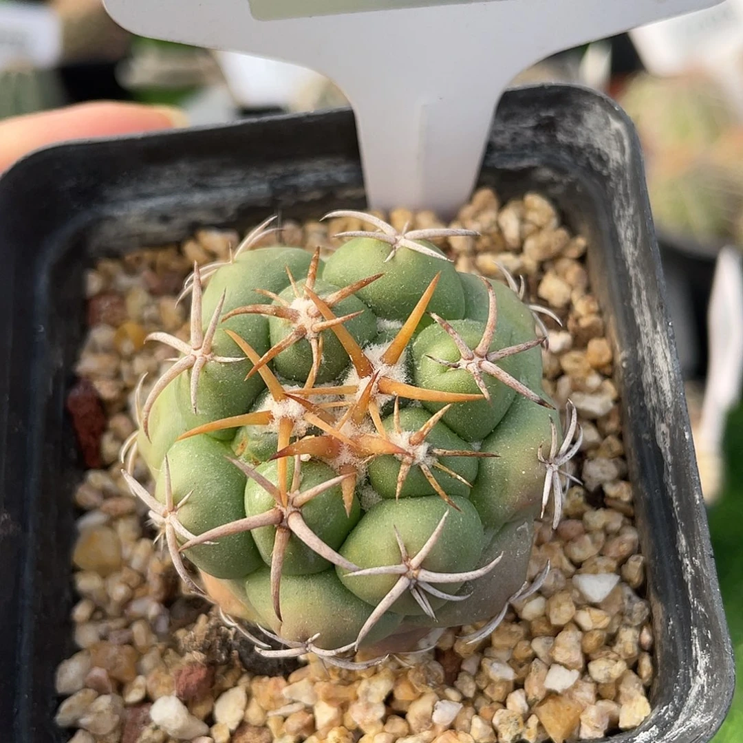 7820 象牙实生裸根发货