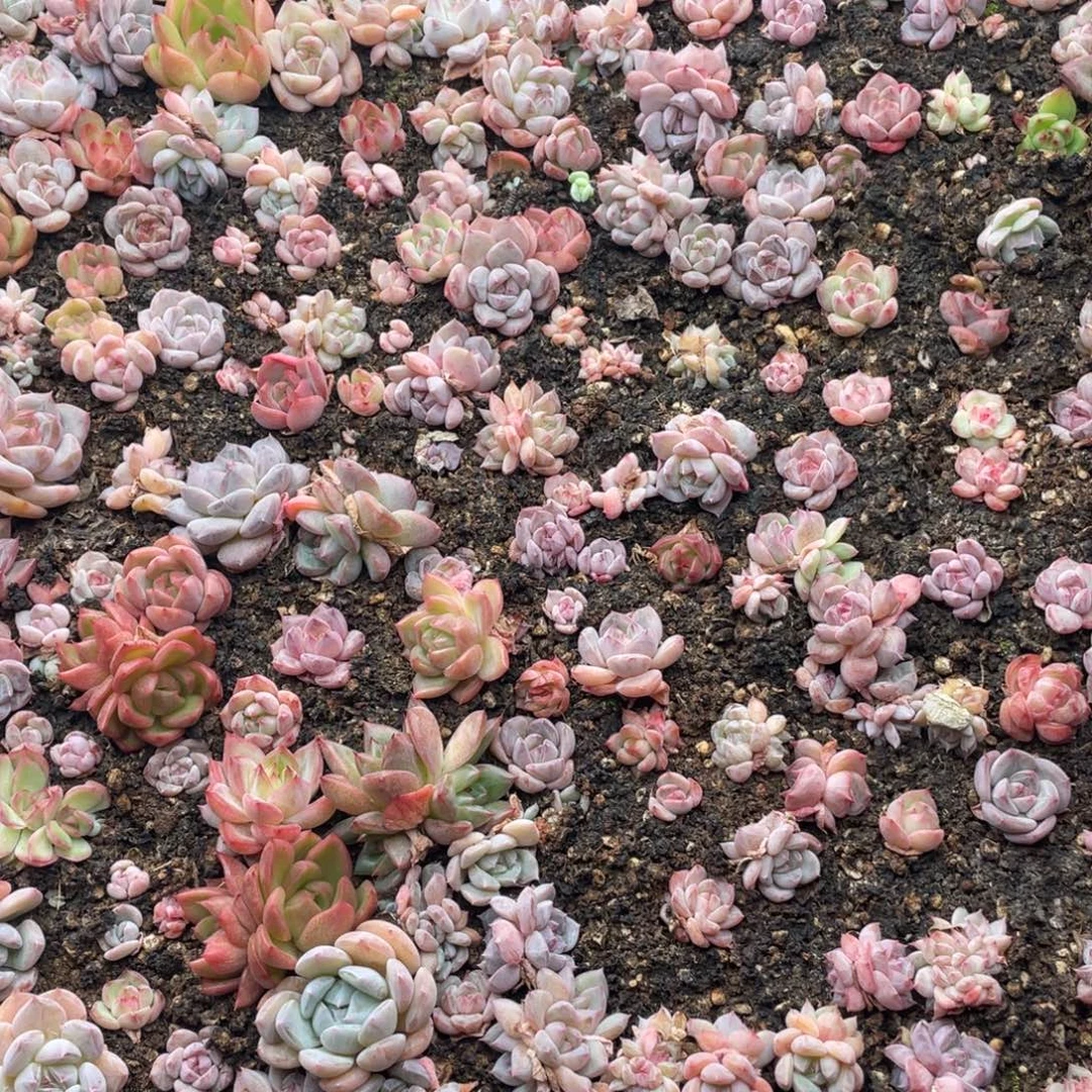 云糖心多肉植物557