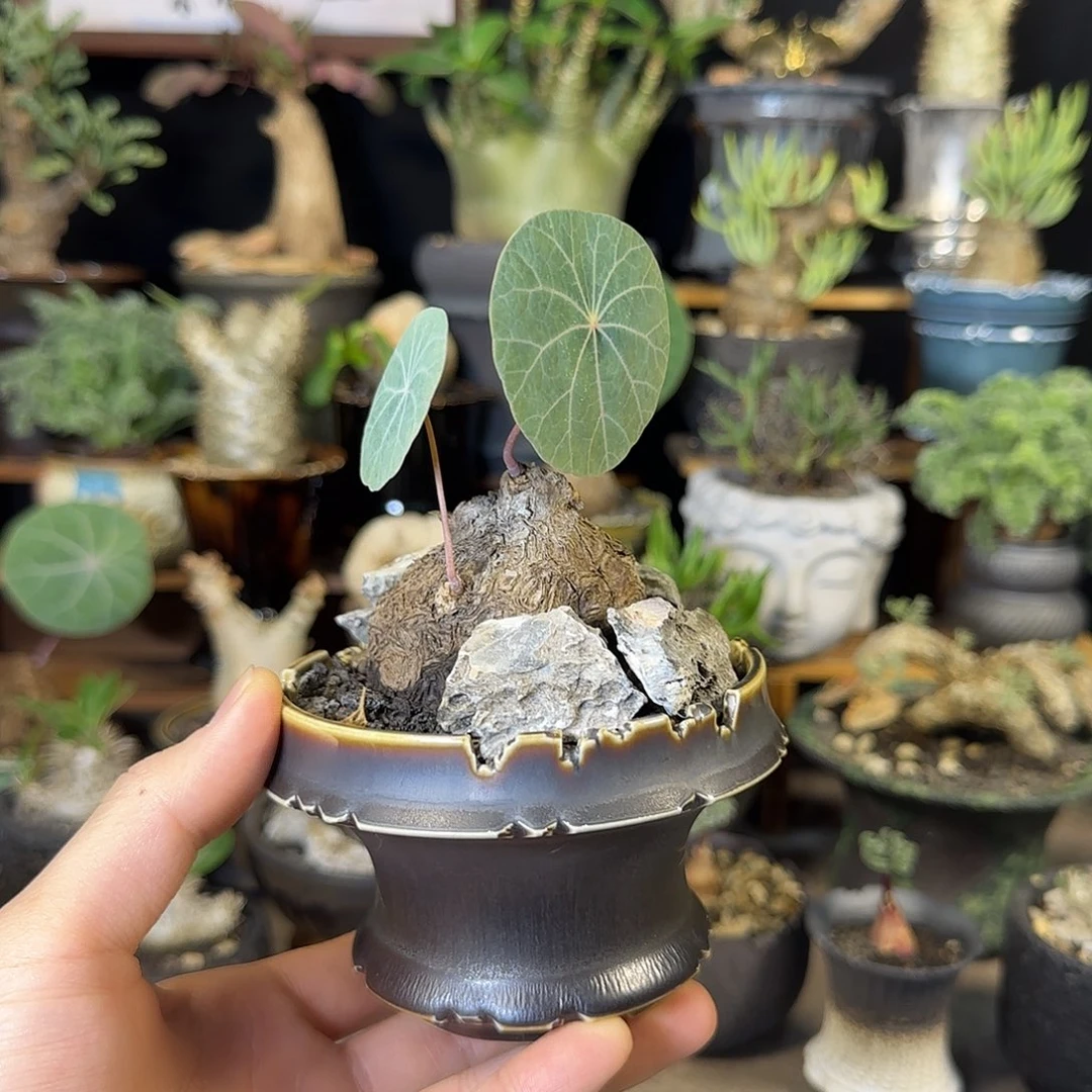 一物一拍老家一叶龟360