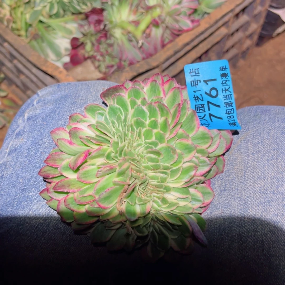 海王缀7761多肉植物