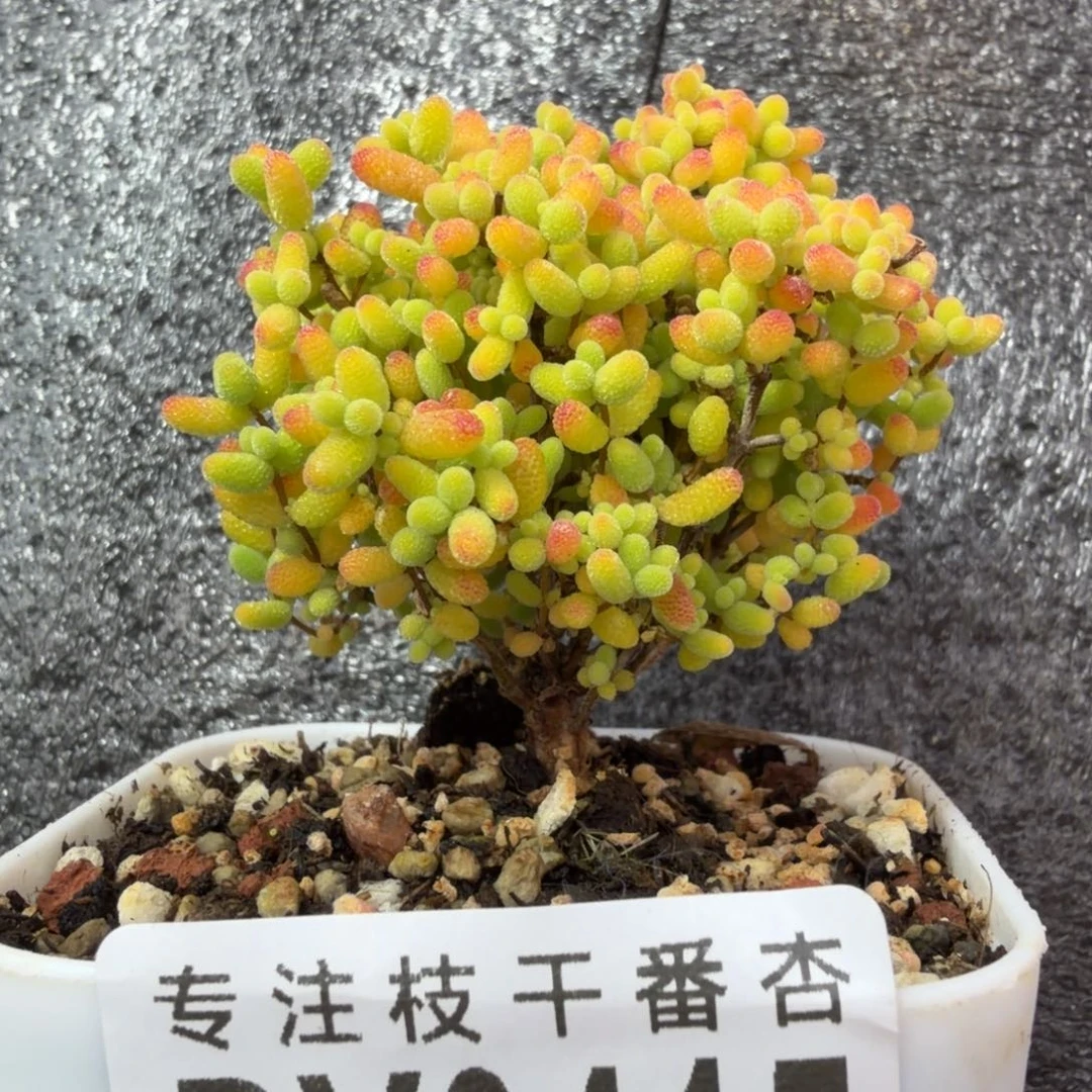 dy0415精控蜜橘圆滚滚红樱桃