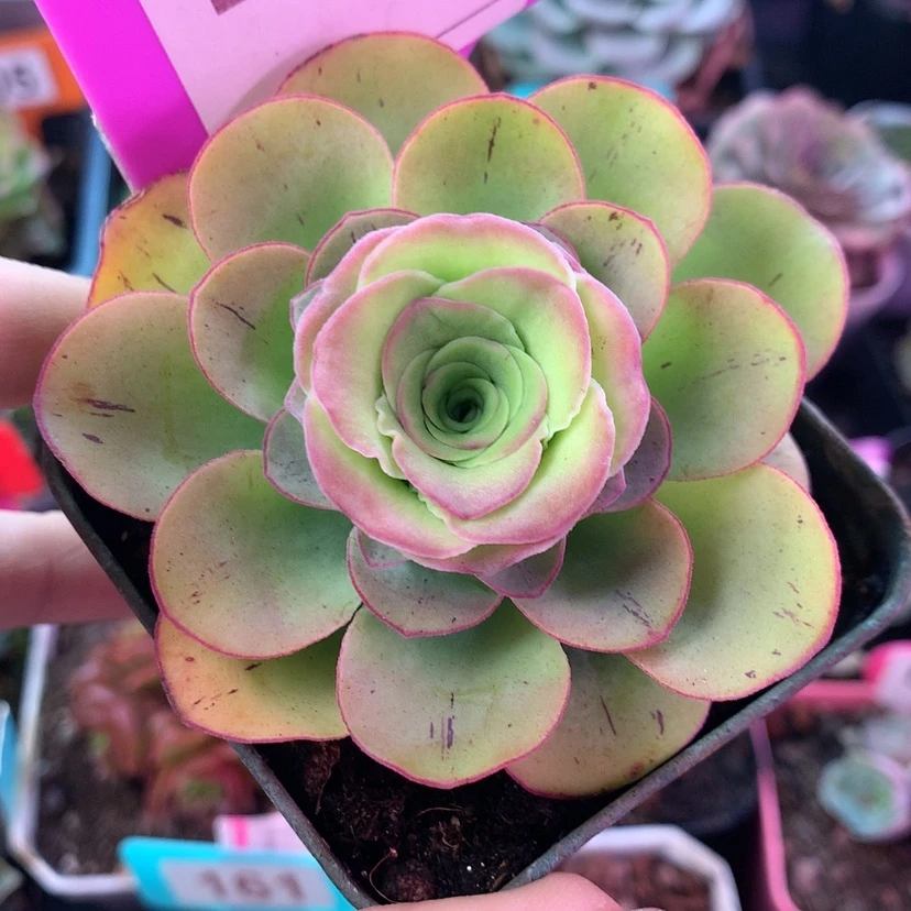 【闪购商品】是**呀Know12月会员蕾丝茉莉267