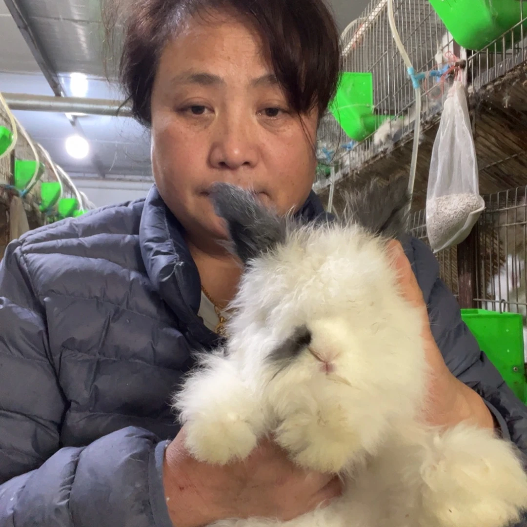 双血统英系安哥拉兔