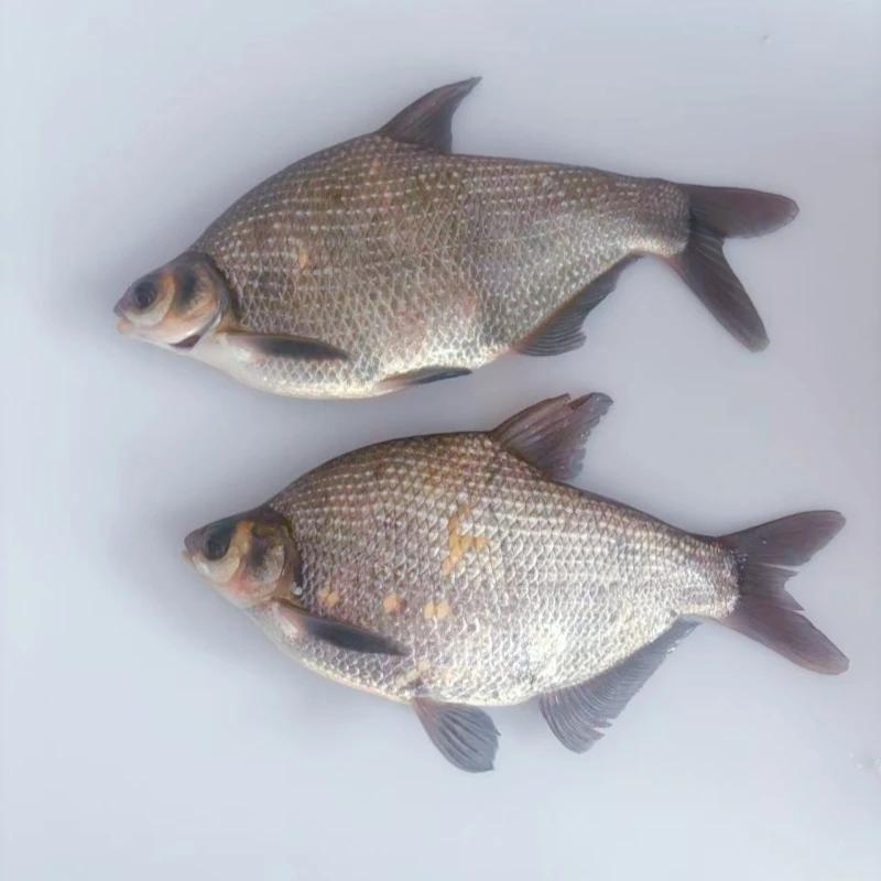 东北野生淡水冷水鳊花鱼武昌鱼顺丰冷链发货5斤