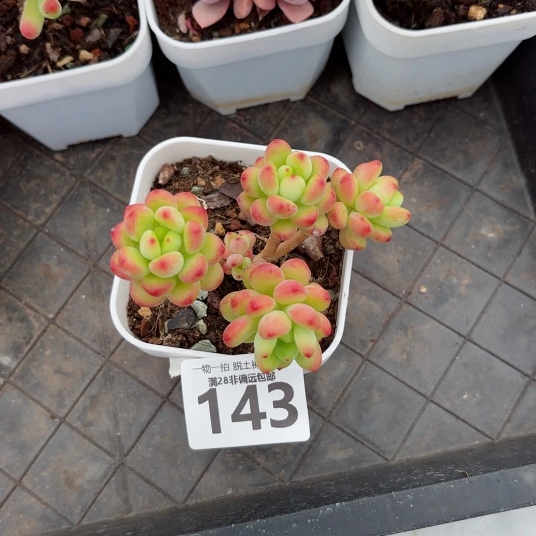 香格里拉无盆土发货