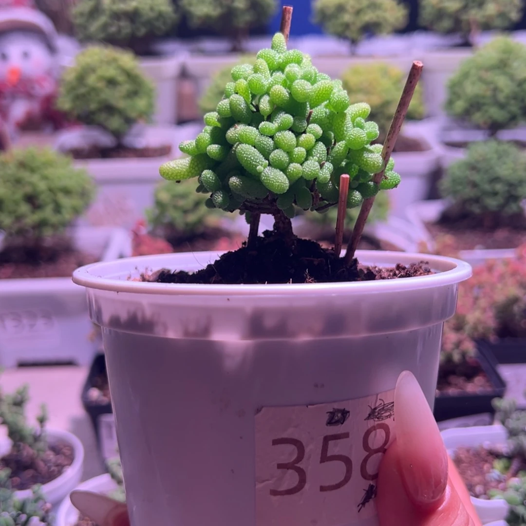358金桔带盆土发货一物一拍