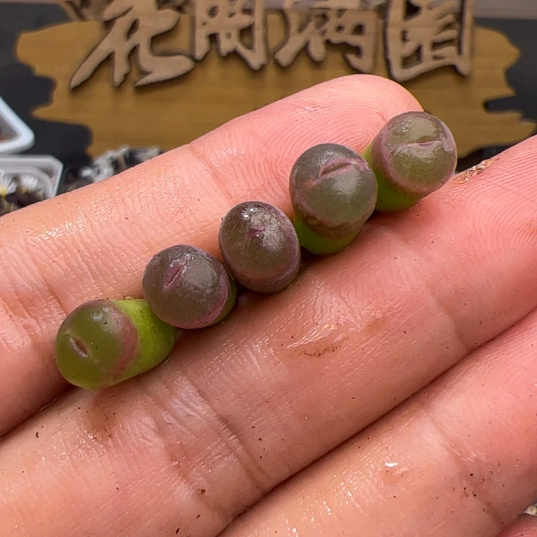 【闪购商品】0000000010粉红女郎