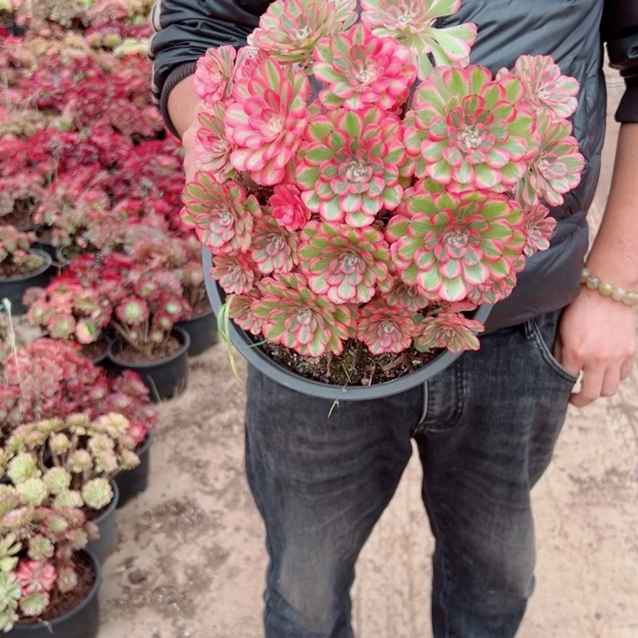 粉铜二加伦65号多肉法师