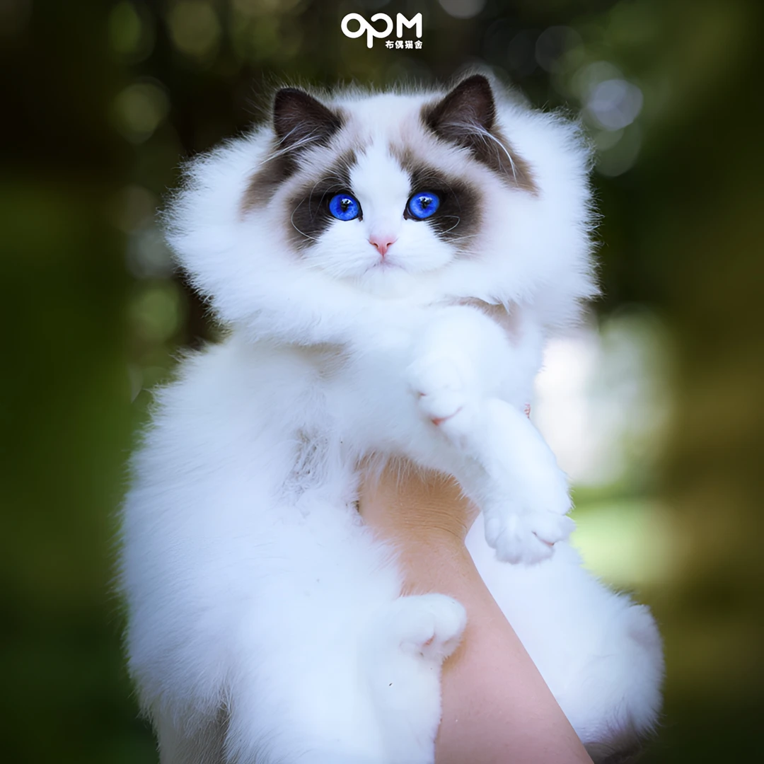 OPM 貂蝉 尊享高赛级海双布偶妹妹