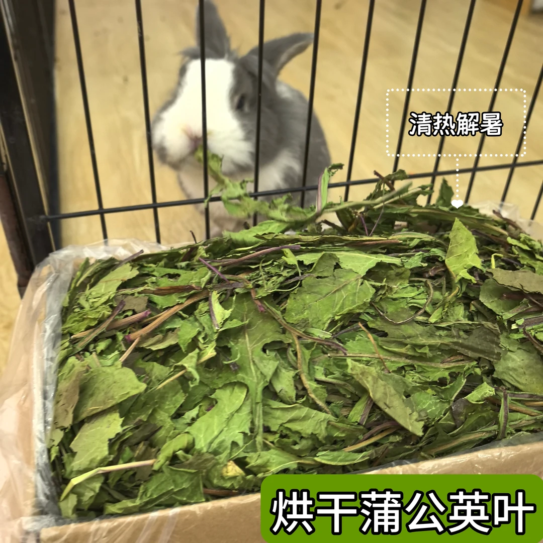 烘干蒲公英叶兔子荷兰猪龙猫清热去火牧草烘干蒲公英干草兔兔干草