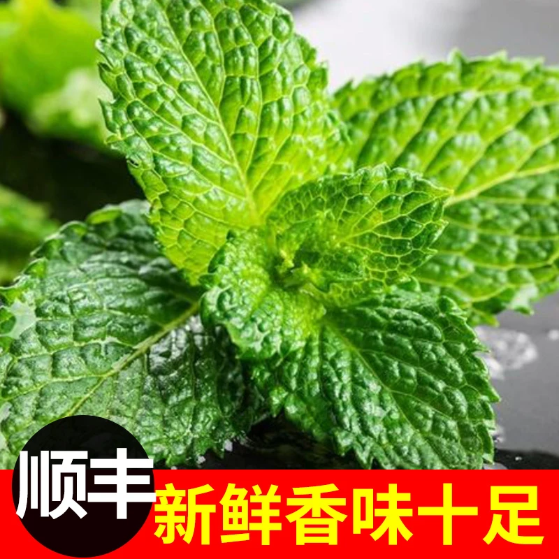 顺丰包邮云南新鲜食用薄荷叶现摘当季蔬菜凉拌火锅食材