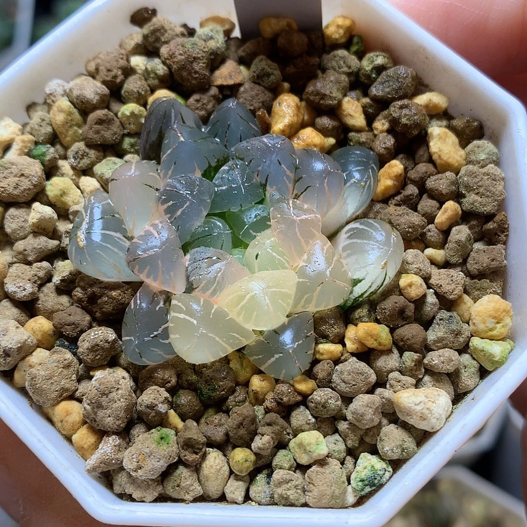 冰灯玉露锦带盆土okloo