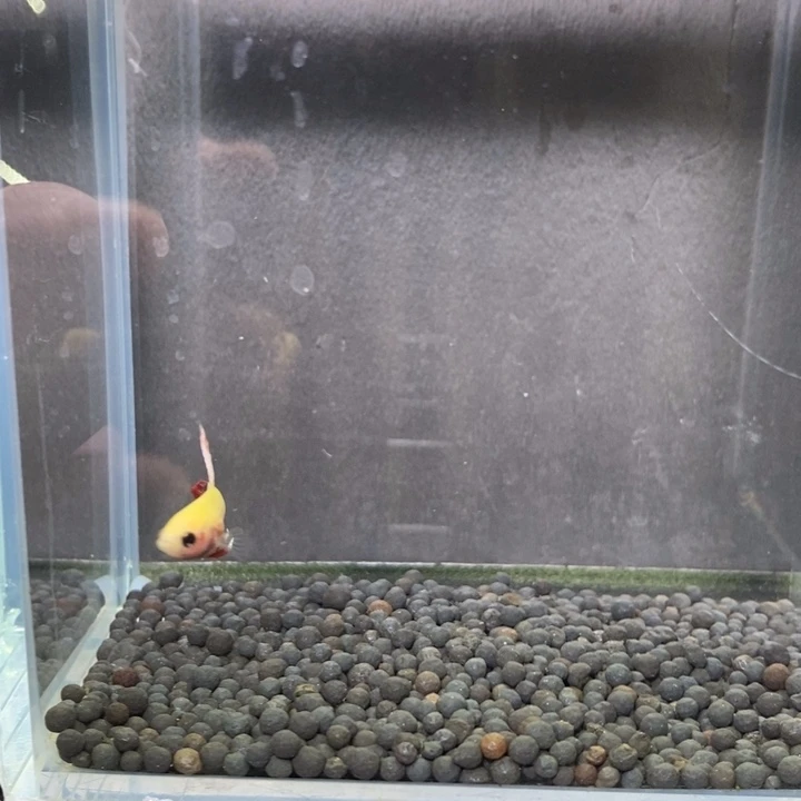 斗鱼泰国斗鱼341号