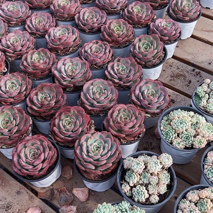 三文鱼       福利多多