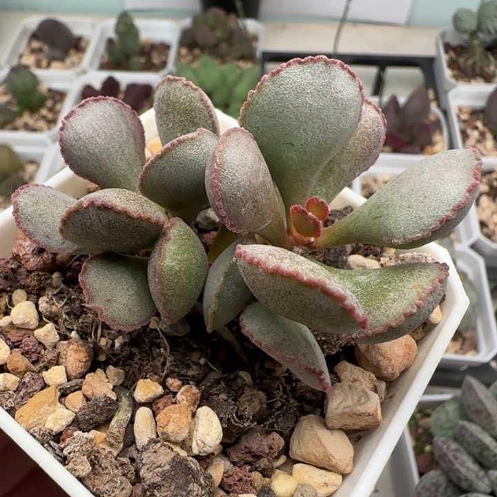 蕾丝红蛋水泡多肉