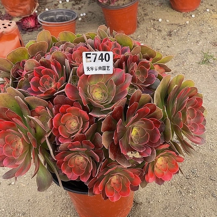 多肉雅典娜740多肉