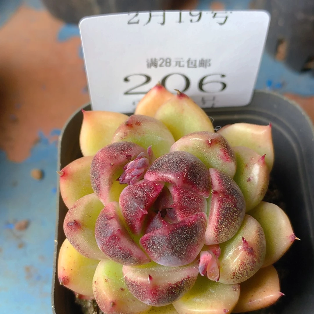 【闪购商品】云206