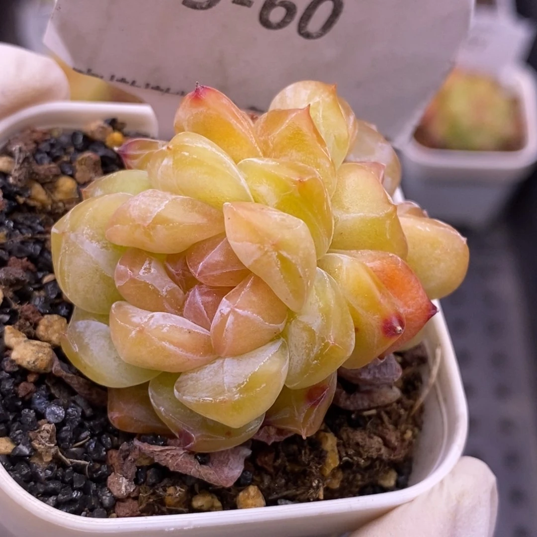 【闪购商品】05-60