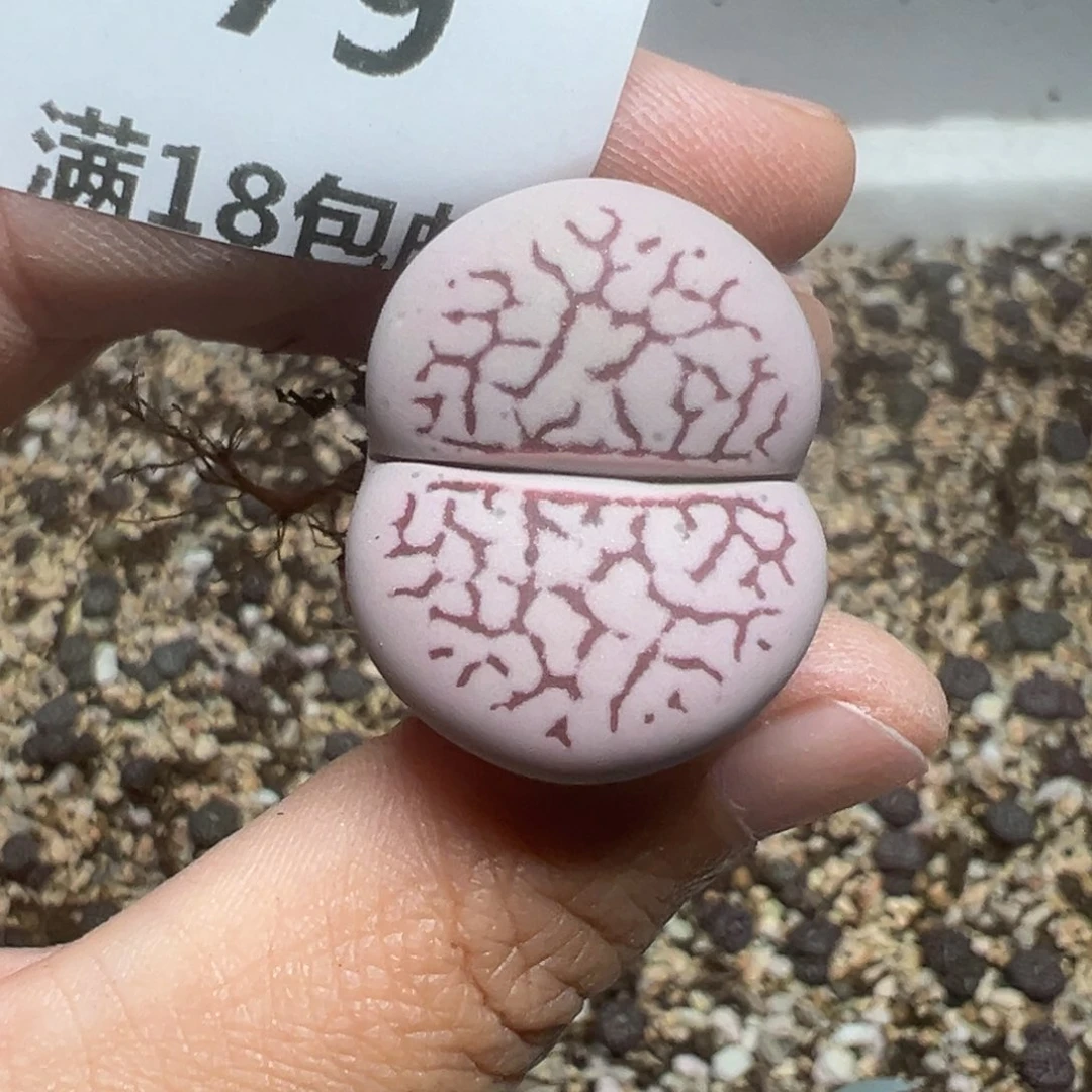 【闪购商品】779……