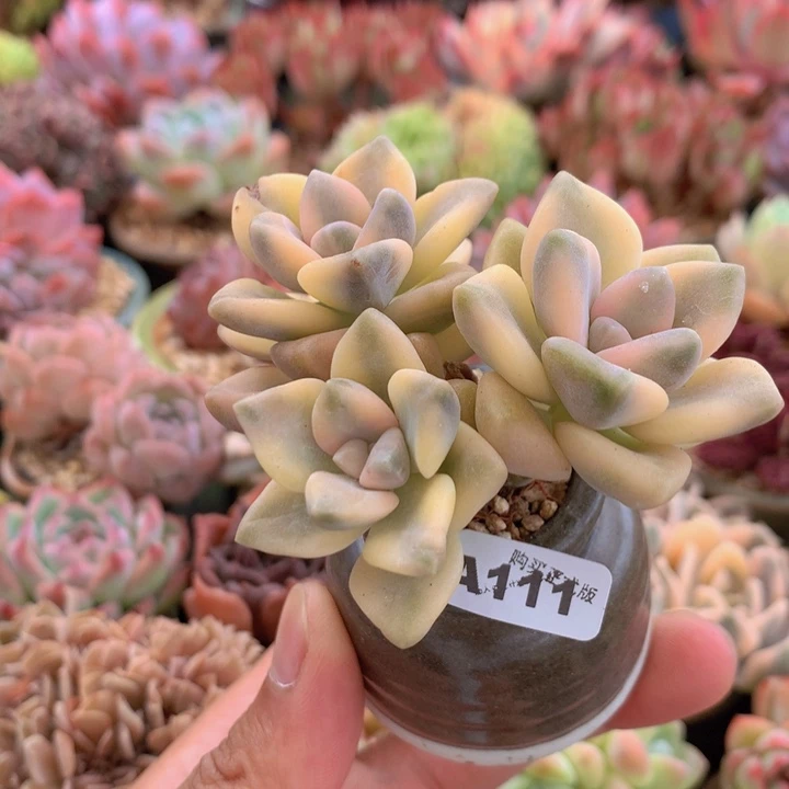 一物一拍含盆土满38包邮A111