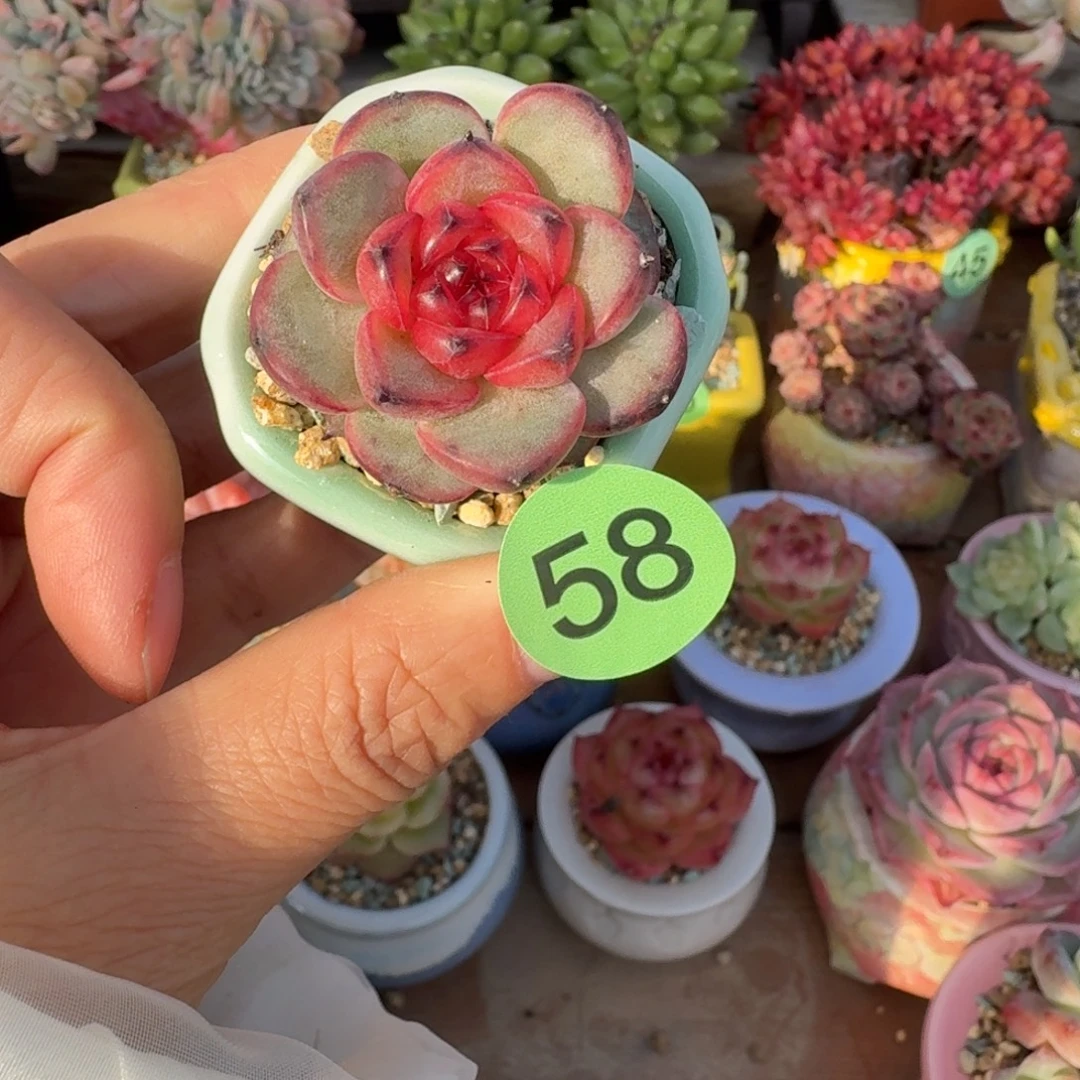 草莓汁汁 多肉含盆土 一物一拍