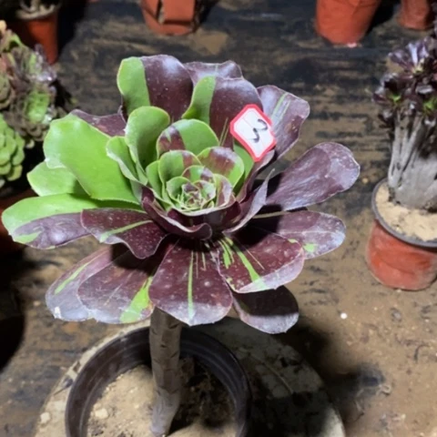 巫毒水墨丹青一物一拍